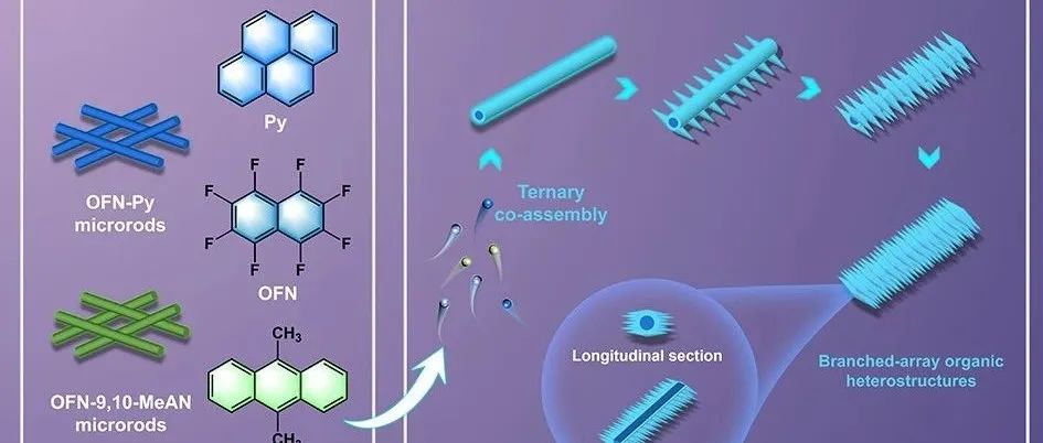 山理工蔺红桃&苏大王雪东：亚稳态籽晶——枝杈-阵列有机异质结构纳米线的外延生长