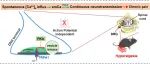 【科技前沿】PNAS︱西安交大黄荣/王昌河团队揭示TRPA1通道的自发开放促进外周向脊髓中枢的信号传递并调控慢性疼痛新机制