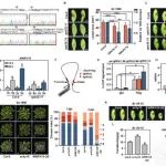 华中农业大学博士生一作在植物科学顶级期刊（ IF=17.1）发表研究成果！