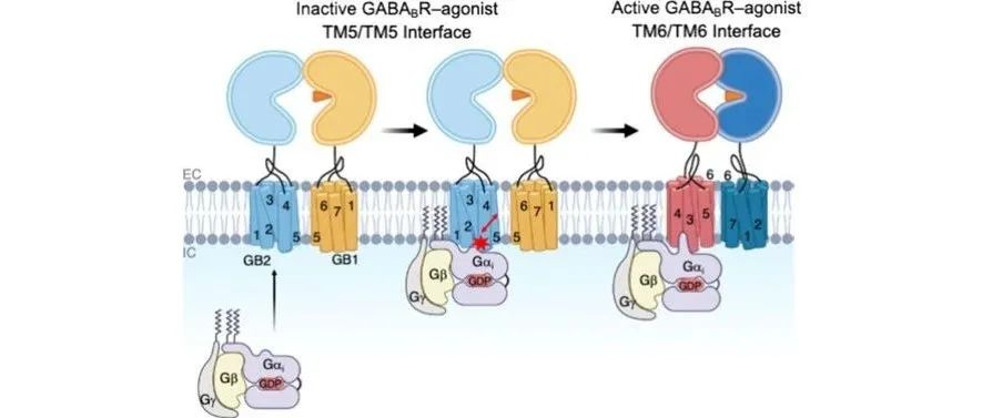 文献分享| J. Am. Chem. Soc.: G蛋白偶联诱导的代谢型GABAB受体激活