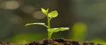 博士研究生发表《Nature Plants》，与文章审稿期间其他研究团队发表的Nature、Science论文共同揭示相似的机制