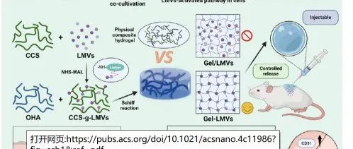 ACS NANO| 包裹生菌膜小泡的水凝胶中促进伤口血管化