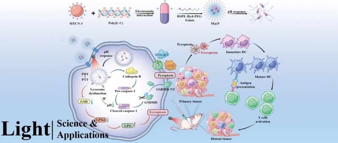 Light | 癌症光免疫诊疗纳米平台