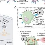 Science子刊丨浙江大学平渊团队开发一种靶向巨噬细胞的体内RNA编辑策略用于肿瘤免疫治疗！