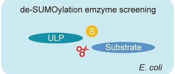 JIPB | 华南师范大学阳成伟/赖建彬团队建立植物蛋白质去SUMO化酶与底物对应关系的新型鉴定方法
