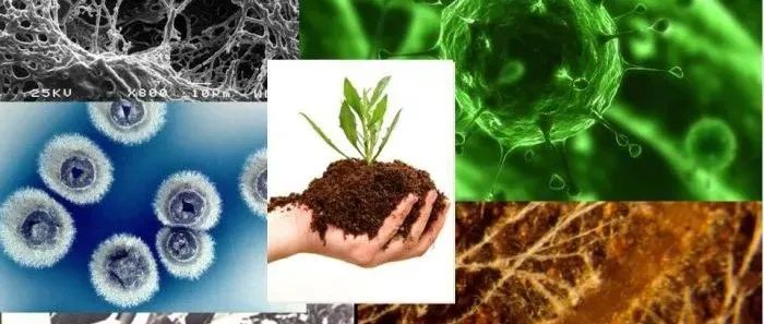 中科院朱永官院士团队在微生物学顶级期刊（IF5y=17.9）发表最新研究成果