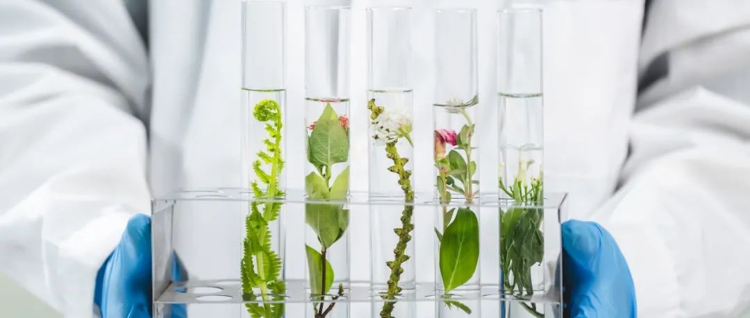 New Phytologist | 精选文章荐读