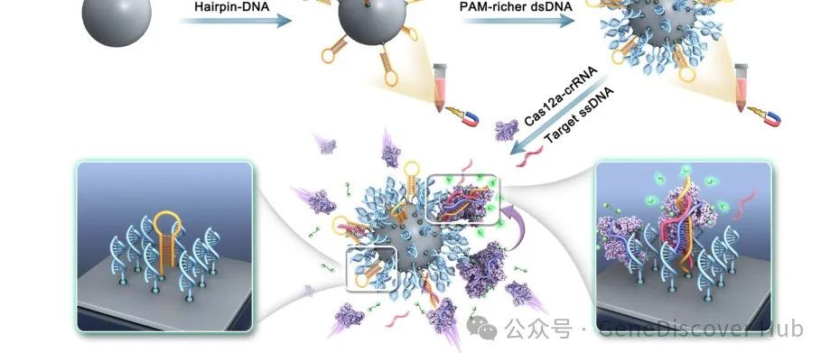 利用球形PAM天线增强CRISPR-Cas12a的潜力：向通用无扩增核酸检测平台的范式转变