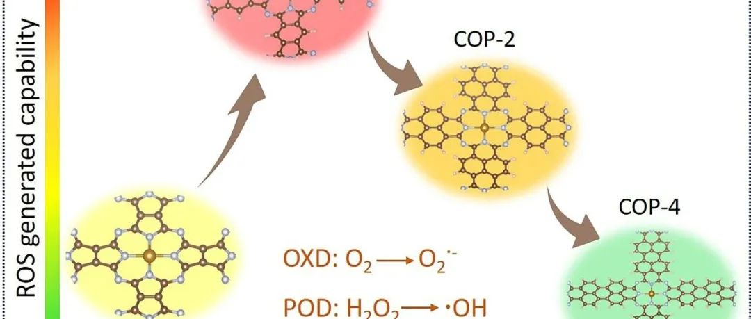 山东大学于伟泳教授团队：精准调控单原子纳米酶中Fe-N4相连接碳骨架结构实现高效的活性氧物种（ROS）生成