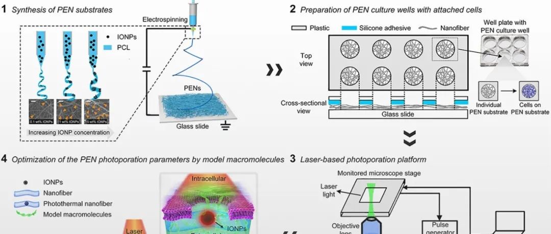 南京林业大学黄超伯/熊燃华课题组 Nat. Protoc.：光热电纺纳米纤维的胞内递送及其在细胞免疫治疗的应用
