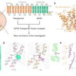 Nat Struct Mol Biol | 四川大学颜微/邵振华团队在发文 揭示溶酶体膜受体LYCHOS感知胆固醇的分子机制