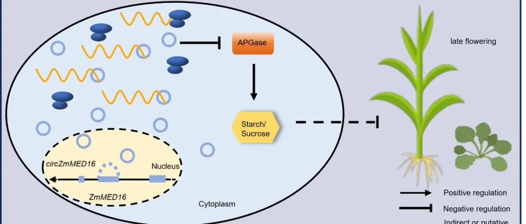JIPB | 四川农业大学卢艳丽教授团队发现玉米circRNA调控开花途径新机制