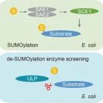 JIPB | 华南师范大学阳成伟/赖建彬团队建立植物蛋白质去SUMO化酶与底物对应关系的新型鉴定方法