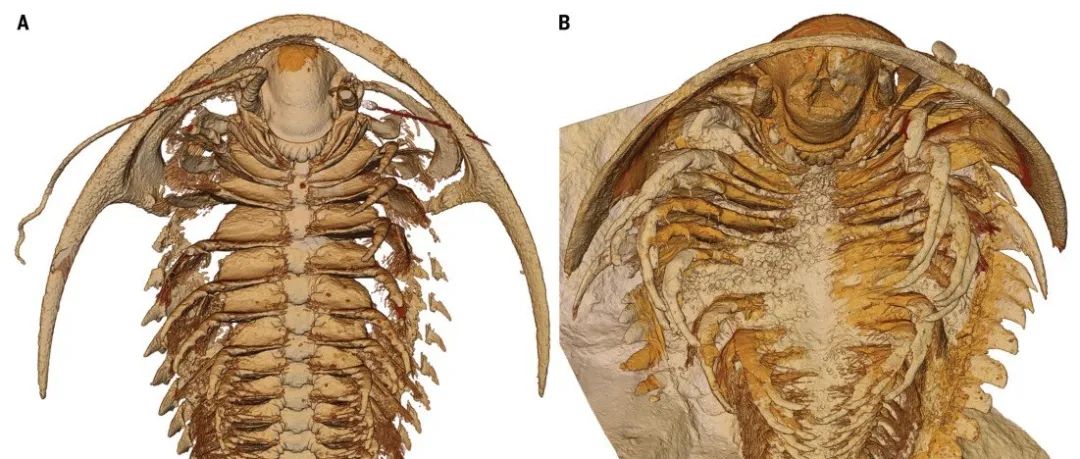 Science：首次！寒武纪三叶虫的三维精细结构