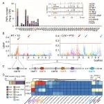 PNAS | 柑橘聚甲基黄酮生物合成机制的解析