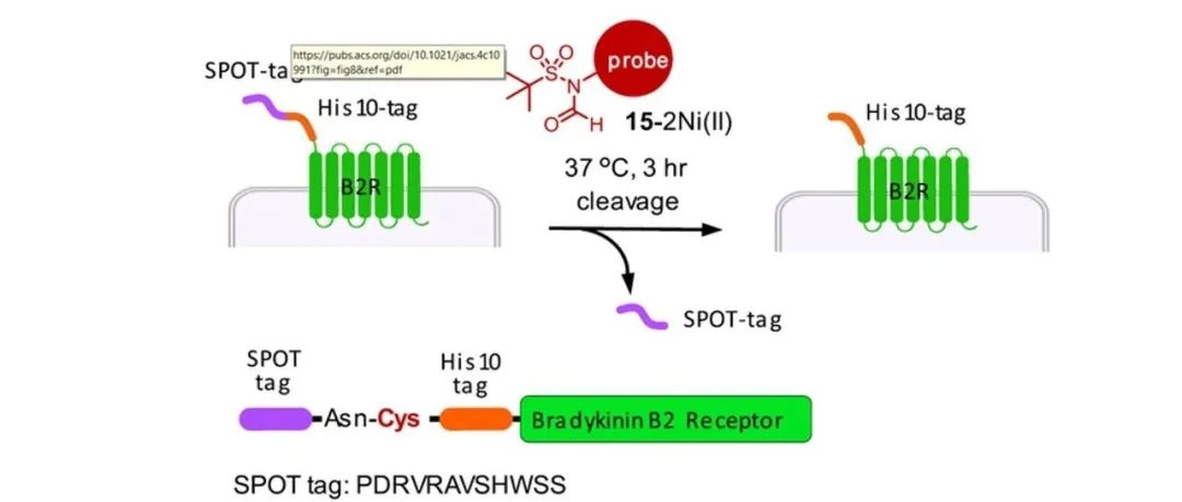 JACS┃基于半胱氨酸残基选择性甲酰化的蛋白质切割平台