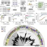 Profluent推出AI模型，用于设计CRISPR-Cas基因编辑系统