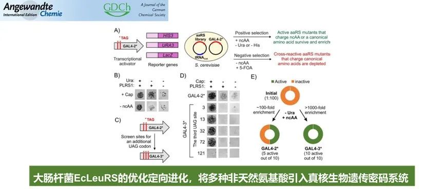 Angew | 大肠杆菌 EcLeuRS 的优化定向进化，将多种非天然氨基酸引入真核生物遗传密码系统