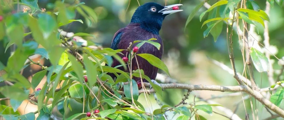 Ecology Letters | 鸟喙和果实大小在何处更相配？研究揭示鸟类食果性状匹配全球格局