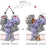 【科技前沿】Cell｜竺淑佳团队揭示成年大脑皮层和海马内源NMDA受体的组装和结构