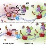Science Advances｜东南大学罗卓娟、林承棋团队揭示基因转录暂停释放新机制