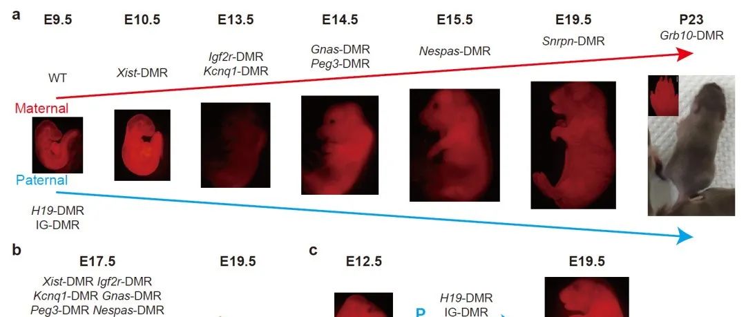 Cell Dis | 中科院分子细胞科学卓越创新中心李劲松合作构建全部来源于单倍体胚胎干细胞的小鼠用于研究发育过程中印记调控网络