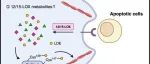 ACS Chem. Biol. | 巨噬细胞中12/15-脂氧合酶衍生的亲电脂质修饰