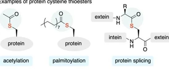 JACS Au｜通过硫酯-乙酰基转移进行肽骨架裂解和转酰胺化