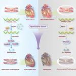 Theranostics | 唐颢/王文恭团队揭示RNA胞嘧啶甲基化酶Nsun2在心脏功能稳态维持及其病理性重构中的关键调控作用