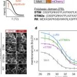 温度敏感蛋白，精确控制细胞功能 | Nature Methods