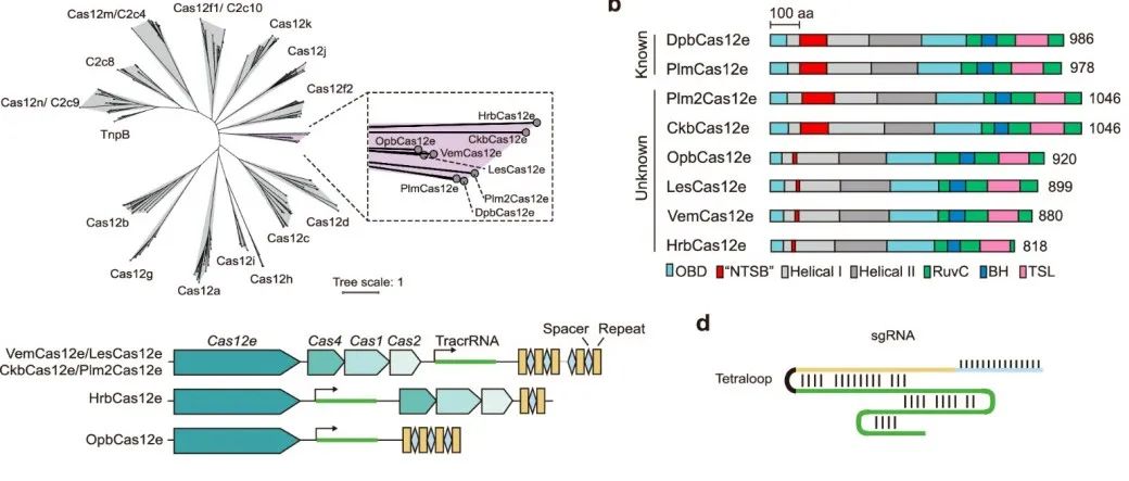 Cas12e直系同源物进化可变结构元件以促进dsDNA切割