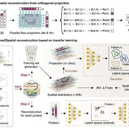 Cell | 中国科学院动物研究所赵方庆团队建立人工智能驱动的空间蛋白质组学新技术