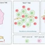 Theranostics | 中南大学祖雄兵教授团队发表膀胱癌免疫耐药研究