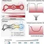 PNAS：通用型RNA适体传感器设计新方法