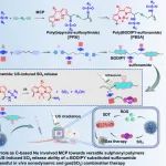Angew：多组分聚合构建作为SO2生成器的聚（BODIPY-磺胺）以实现声动力-气体联合治疗