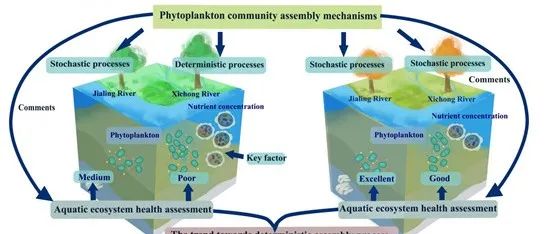 西华师范大学徐飞团队，南宁师范大学张拓团队：基于机器学习的浮游植物群落构建机制与水生态风险评价