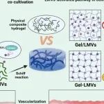 ACS Nano丨四川大学樊渝江/王启光合作研究发现将益生菌膜囊泡锚定在水凝胶中以促进伤口血管形成