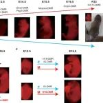 Cell Discovery丨李劲松/李文合作研究建立逐步重建发育相关印迹网络的系统