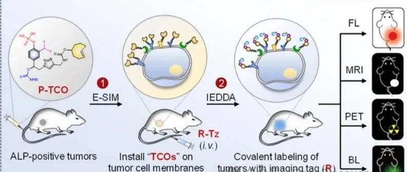 通过酶促自固定化标记和生物正交反应实现预靶向多模态肿瘤成像