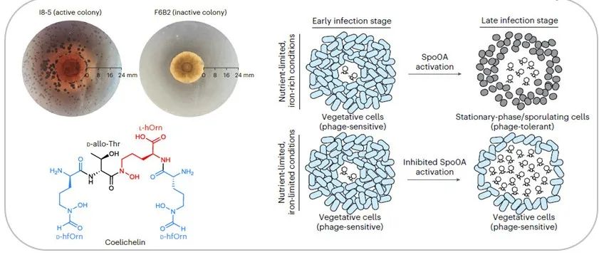 阅读 Nat Microbiol丨链霉菌分泌的铁载体赋予其噬菌体介导的群落竞争优势