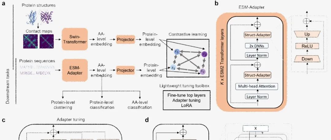 密苏里大学许东团队提出S-PLM模型，通过序列和结构对比学习的语言模型进行蛋白质预测