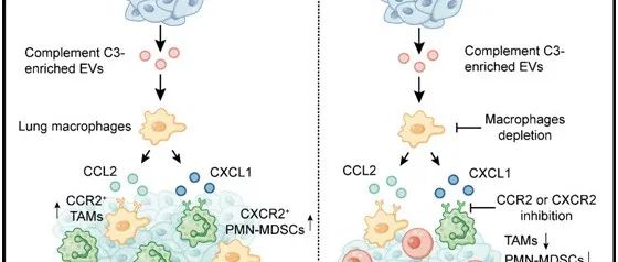 PNAS | 东南大学高山教授团队在肿瘤来源细胞外囊泡C3促进肿瘤转移的功能和机制研究中取得进展