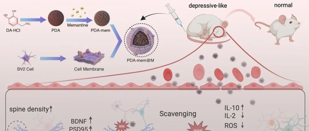 四川大学高会乐教授 Adv. Mater.: 小胶质细胞膜包被的聚多巴胺纳米递送系统用于抑郁症的治疗