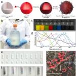 华东师范大学张强研究员课题组《ACS Nano》：一种表面功能化的多色纤维素纳米球用于多重侧流层析检测