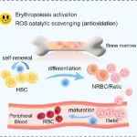 ACS Nano：驴皮胶衍生的碳点可激活红细胞生成和消除氧化应激以治疗再生障碍性贫血