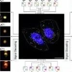Nat Commun丨同济大学朱小立等团队合作基于多色编码的多重空间分辨成像揭示了单细胞RNA表观遗传修饰的异质性