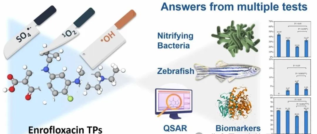 文献速递|南京工业大学JHM:单线态氧对恩诺沙星的解毒潜力高于硫酸根自由基和羟基自由基