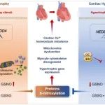 Circ Res | 南京医科大学季勇教授团队首次揭示NEDD4介导的GSNOR泛素化在心肌肥厚中的重要调控作用和潜在干预手段