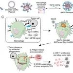 Sci Trans Med |  浙江大学平渊团队开发靶向巨噬细胞的体内RNA编辑策略助力肿瘤免疫治疗