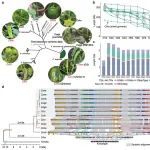 我国植物科学领域再发Nature Plants！